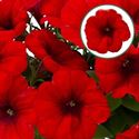 Afbeelding van Petunia P12 Red
